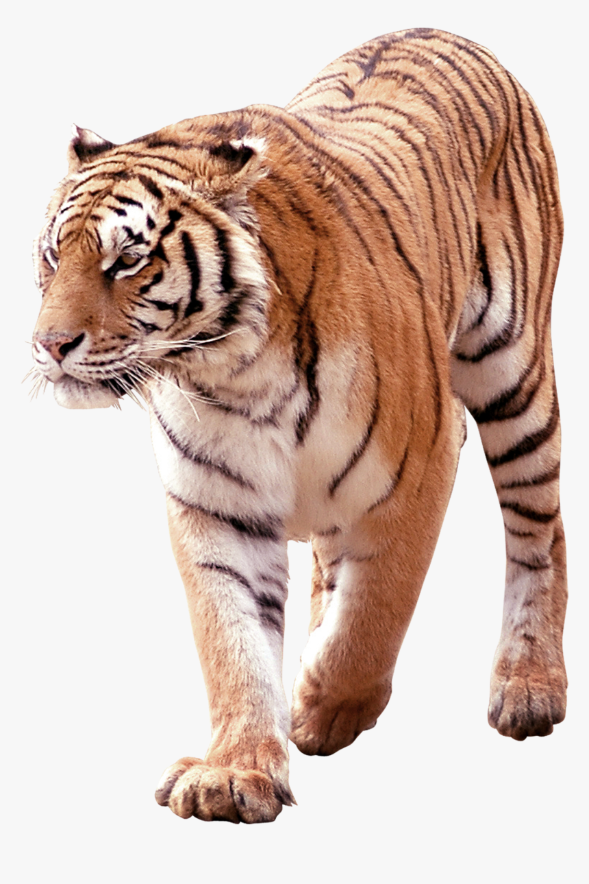 Free Png Tiger - South China Tiger Png, Transparent Png, Free Download