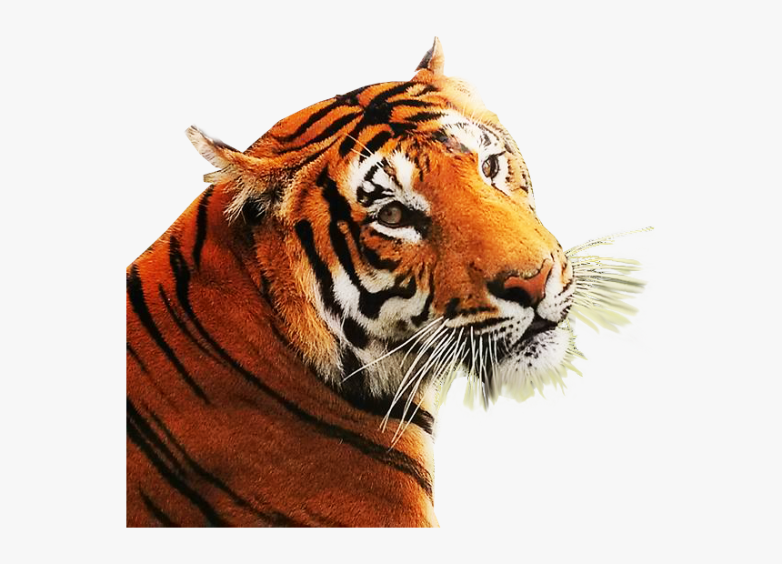 Tiger Photo Png Background, Transparent Png, Free Download