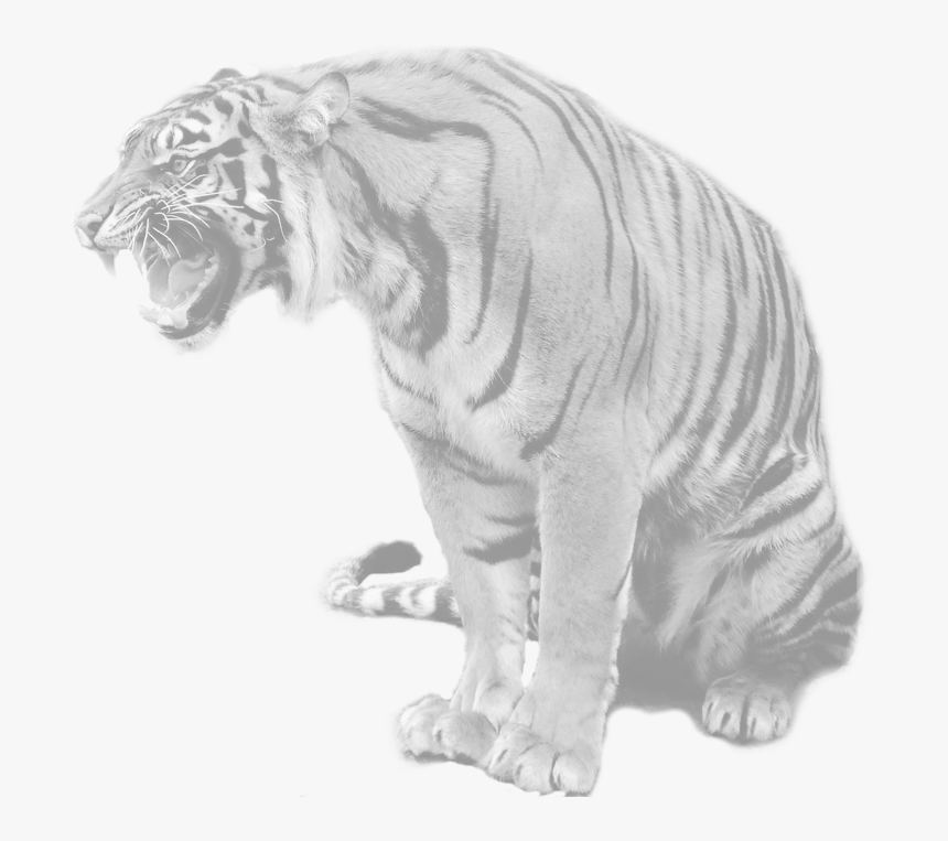 Transparent Tony The Tiger Png - Blue Maltese Tiger Real, Png Download, Free Download