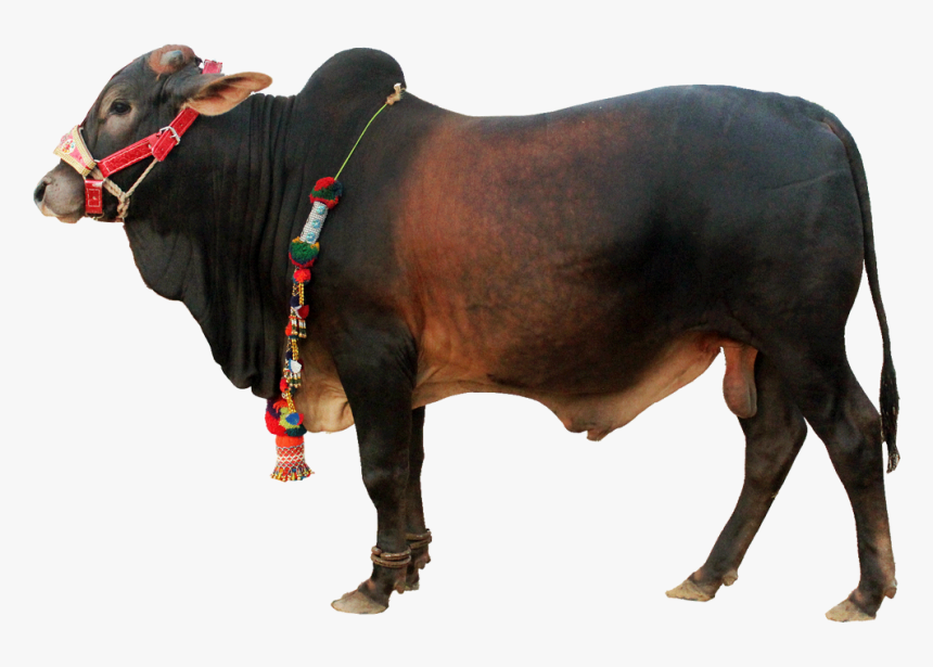 Cow Pics Png, Transparent Png, Free Download