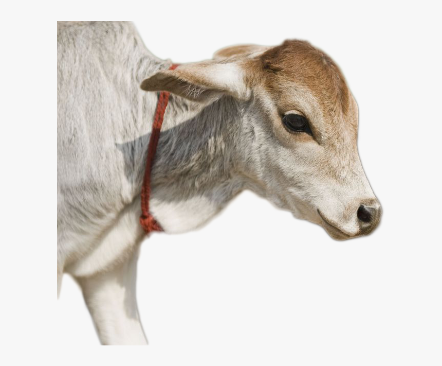 Cow Png Image - Calf, Transparent Png, Free Download