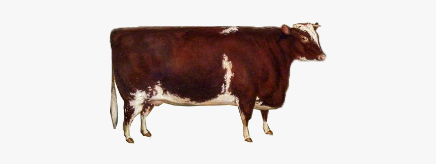 Dairy Cow, HD Png Download, Free Download