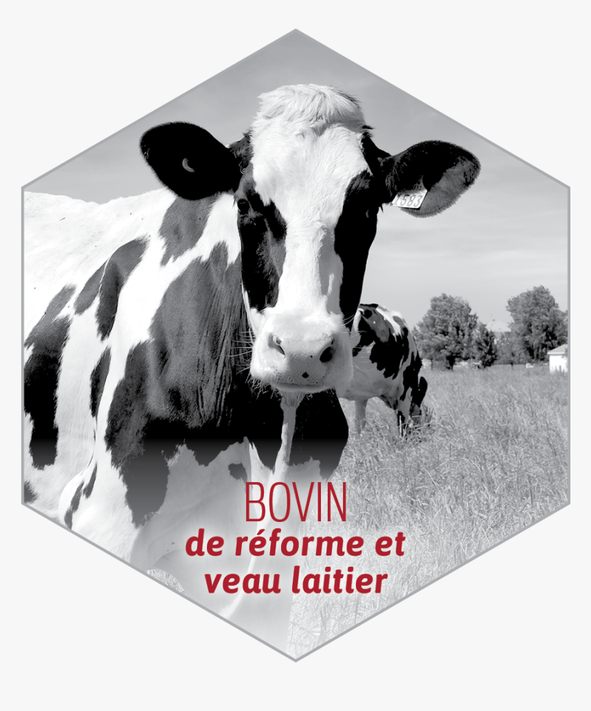 Icon 1549619 960 - Dairy Cow, HD Png Download, Free Download