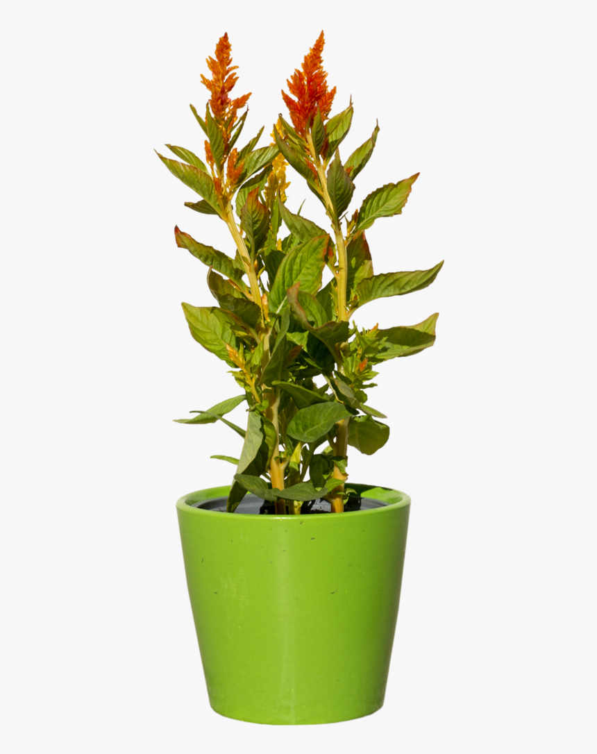 Green Plant With Red - Flower Plant Png File, Transparent Png, Free Download