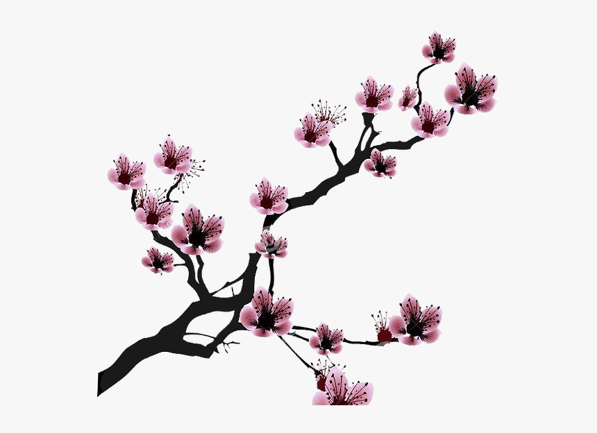 Cherry Blossom Drawing Clip Art - White Cherry Blossom Png, Transparent Png, Free Download