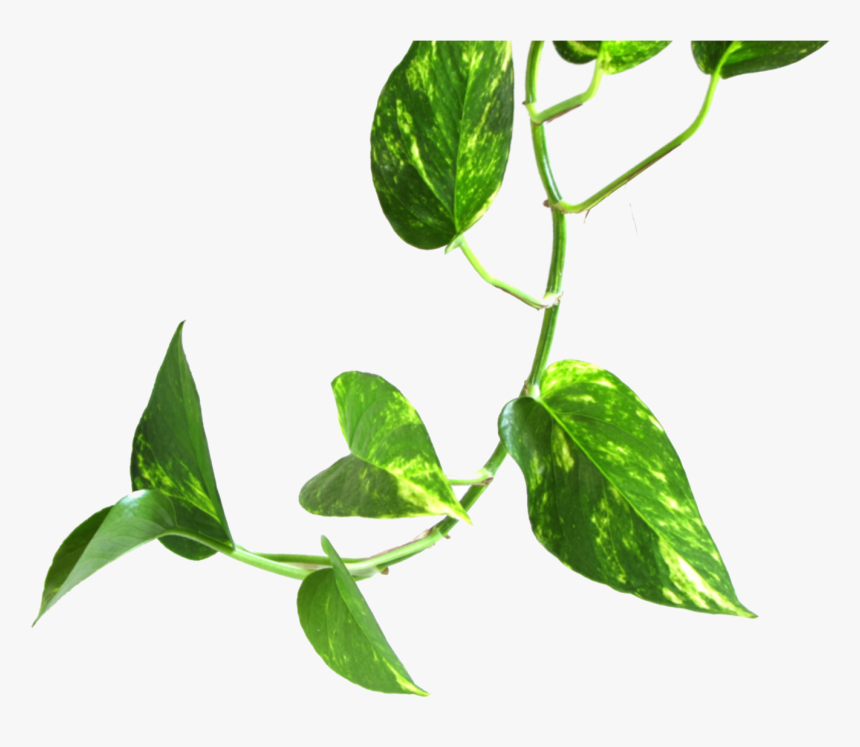 Money Plant Png, Transparent Png, Free Download