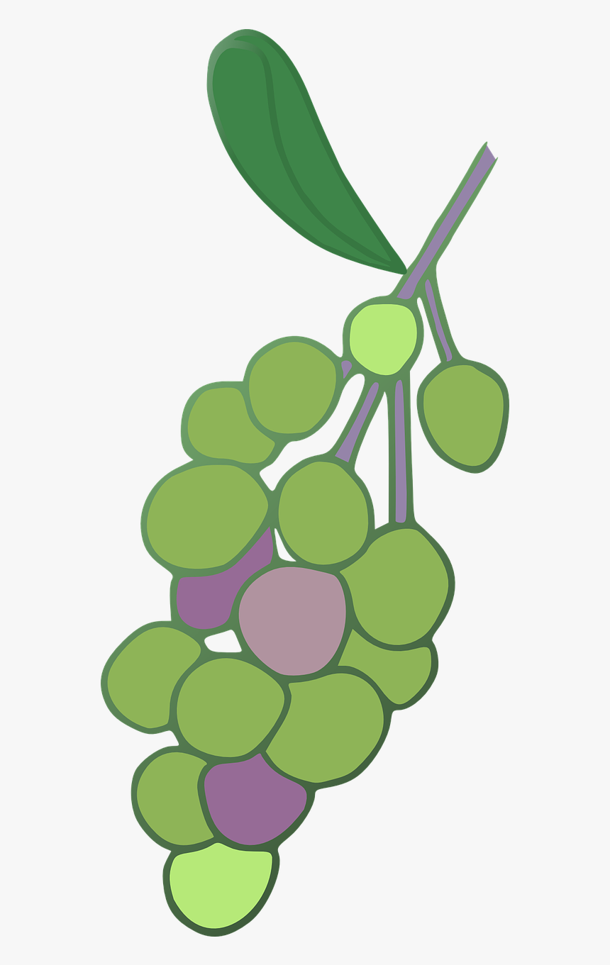 Grape, HD Png Download, Free Download