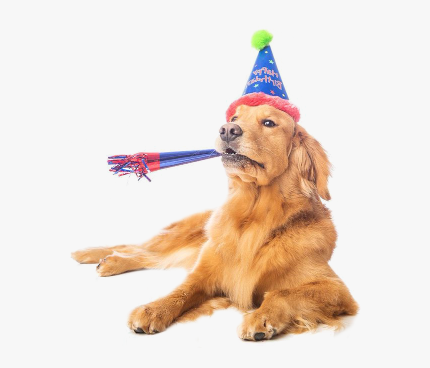 Puppy Dog Birthday Clipart Png - Golden Retriever In A Birthday Hat, Transparent Png, Free Download