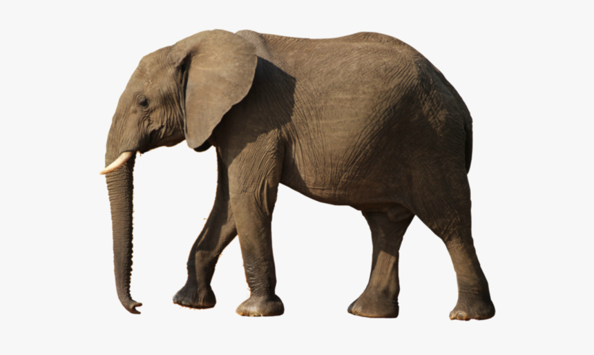 Elephant Png, Transparent Png, Free Download