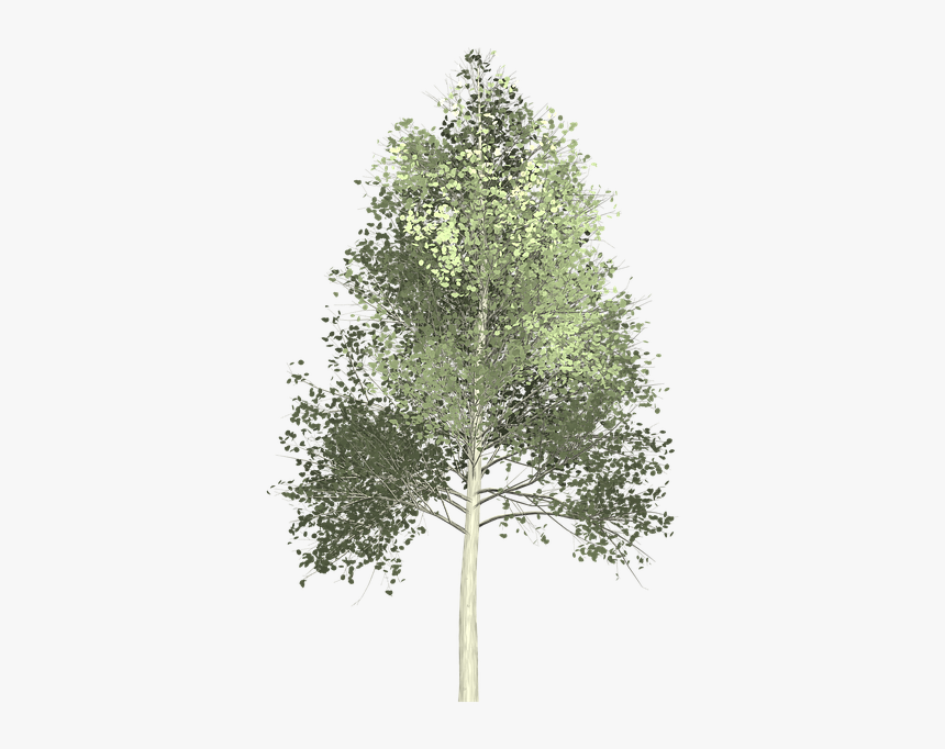Aspen Tree Painted - Transparent Background Aspen Tree Png, Png