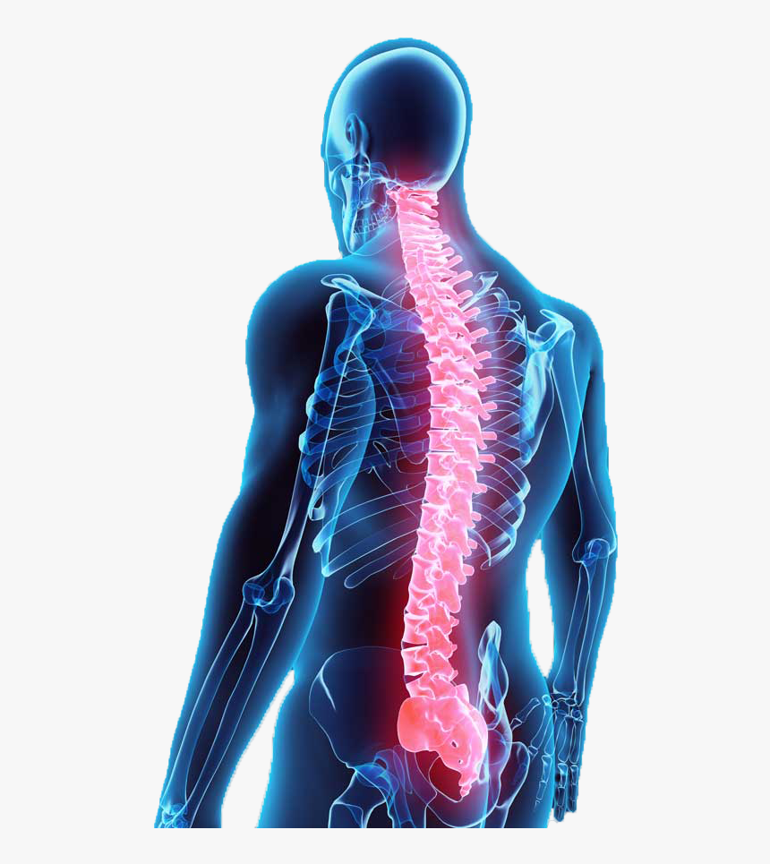 Vein - Spinal Cord Injury Png, Transparent Png, Free Download