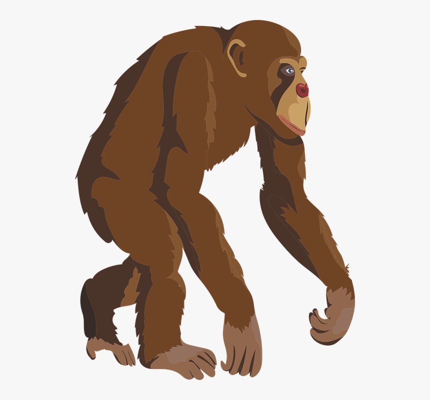 Zoo Monkey Png - Simpanse Png, Transparent Png, Free Download