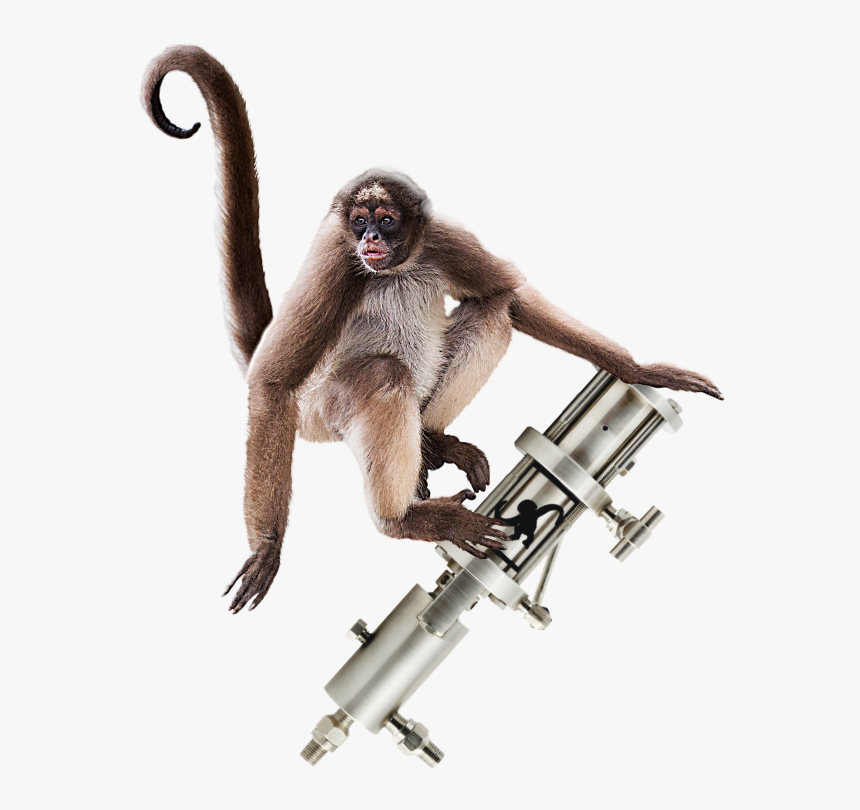 Spider Monkey Png - Brown Variegated Spider Monkey, Transparent Png, Free Download