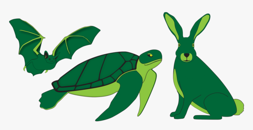 Green Sea Turtle, HD Png Download, Free Download