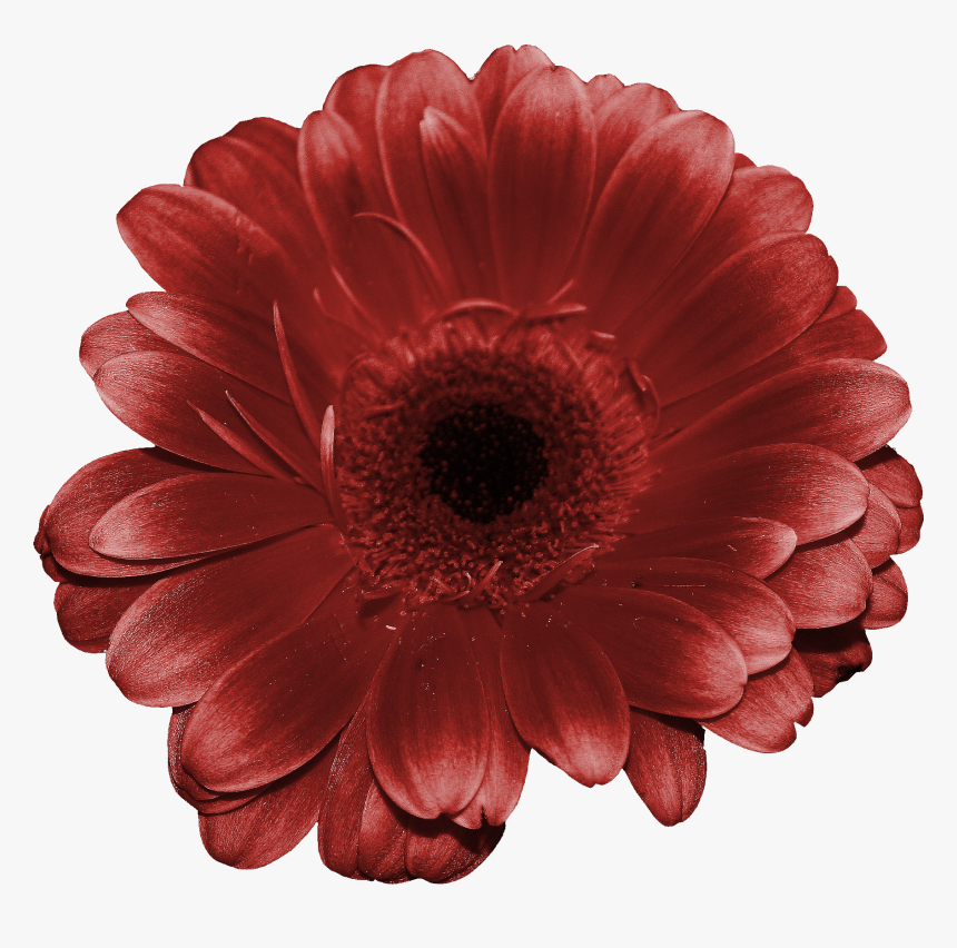 Barberton Daisy, HD Png Download, Free Download