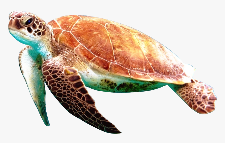 Turtle Png Image - Transparent Background Sea Turtle Png, Png Download, Free Download