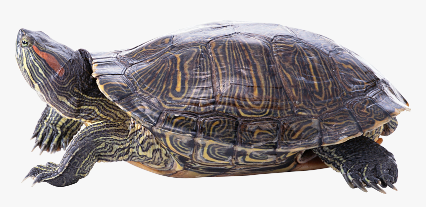 Turtle, HD Png Download, Free Download