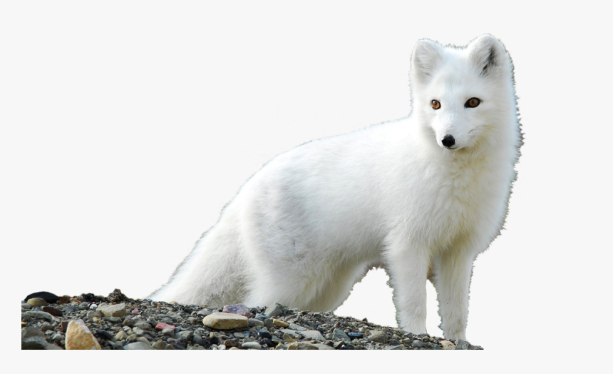 White Fox Png Free Download - Arctic Fox Vulpes Lagopus, Transparent Png, Free Download