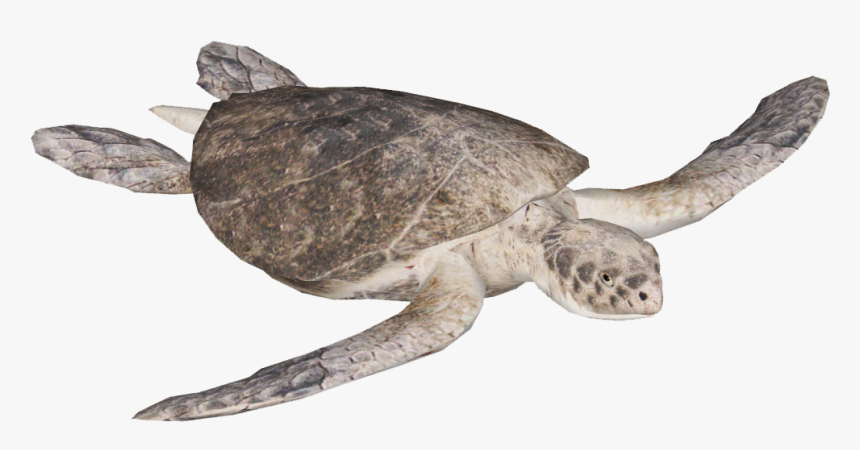 Kemp"s Ridley Sea Turtle , Png Download - Olive Ridley Sea Turtle Png, Transparent Png, Free Download