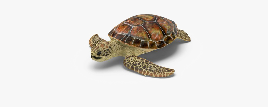 Turtle Transparent Png - Loggerhead Sea Turtle Png, Png Download, Free Download