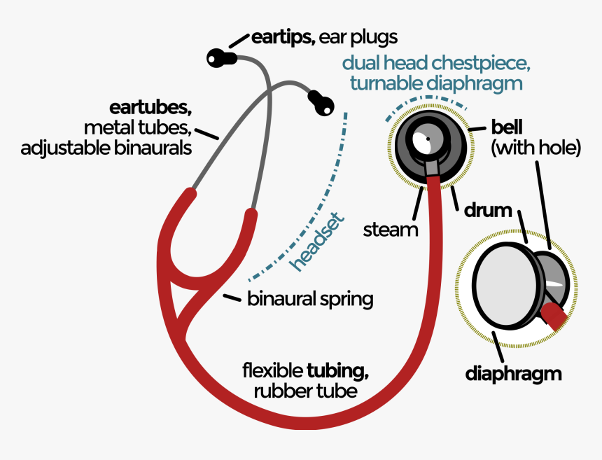 Stethoscope Parts And Functions Pdf, HD Png Download - kindpng