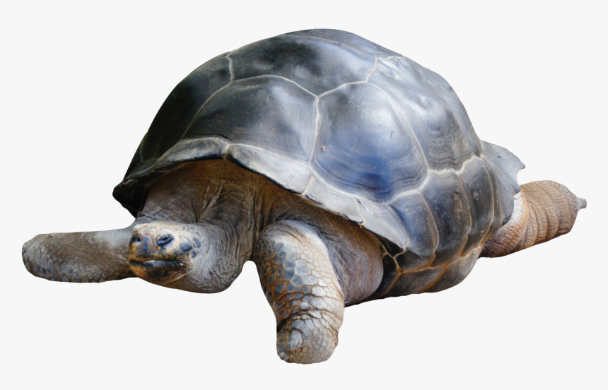 Tortoise Png, Transparent Png, Free Download