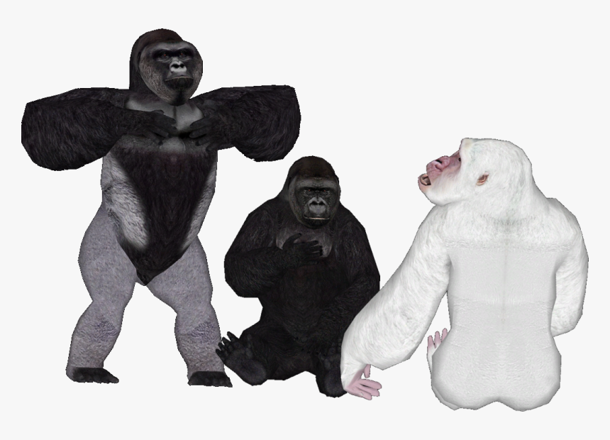 Harambe With White Background, HD Png Download, Free Download