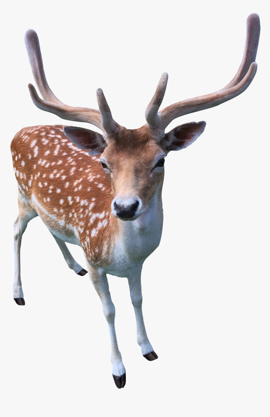 Deer Png - Deer - Deer Png, Transparent Png, Free Download