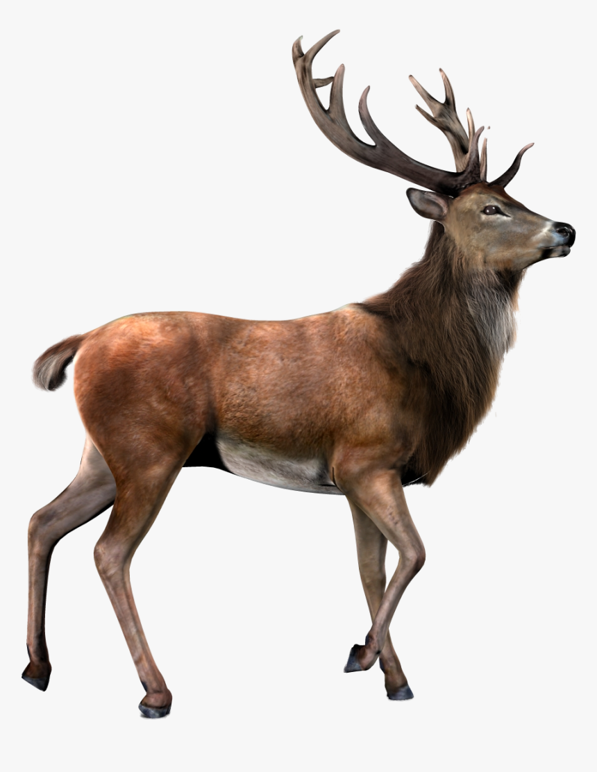 Deer Transparent Background, HD Png Download, Free Download