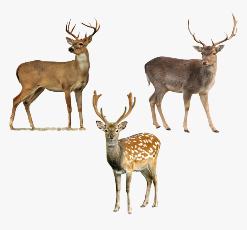 Transparent Deer Png Image - White Tailed Deer Png, Png Download, Free Download