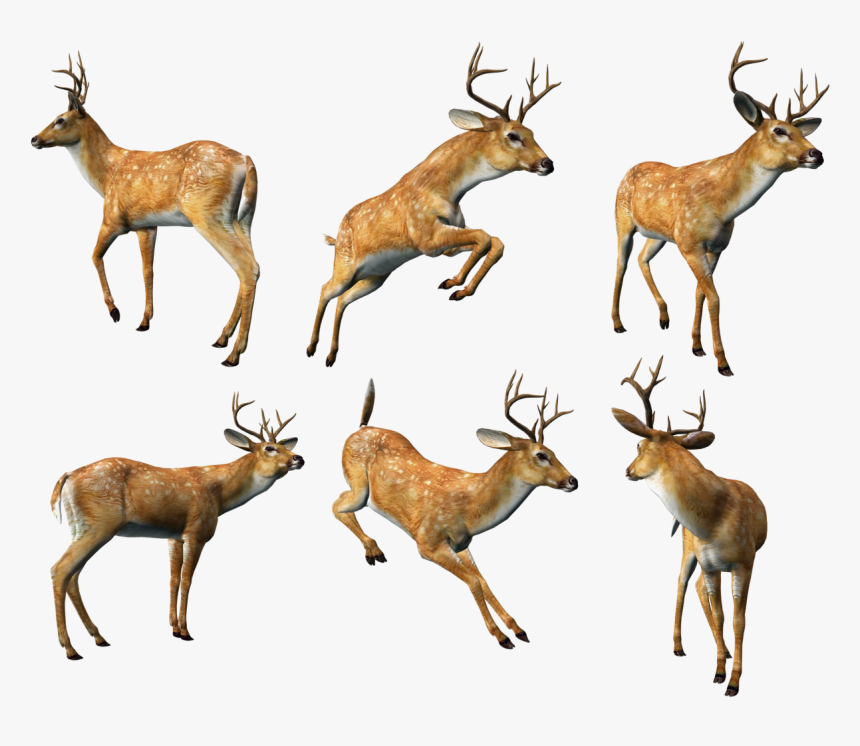 3d Deer Animal Png - Deer Animal Png, Transparent Png, Free Download