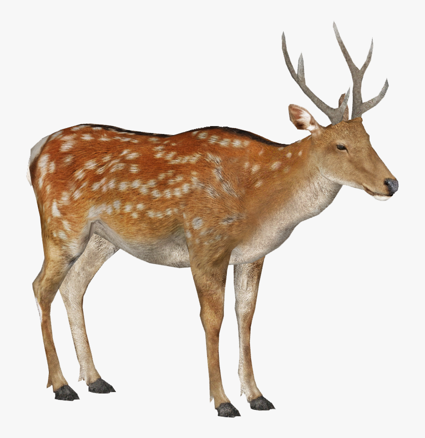 Male Deer Png - Reindeer, Transparent Png, Free Download