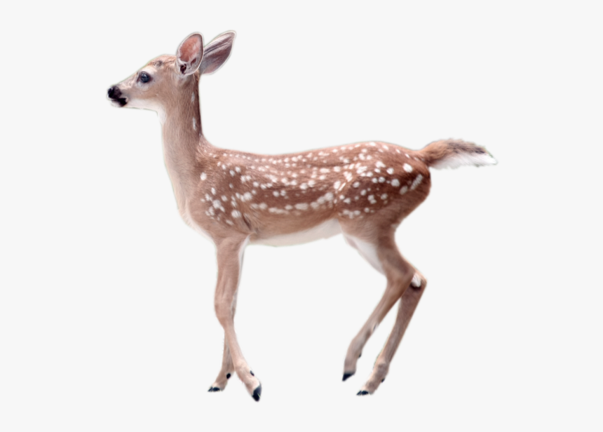 White-tailed Deer Transparency And Translucency Clip - Odocoileus Virginianus Clavium, HD Png Download, Free Download