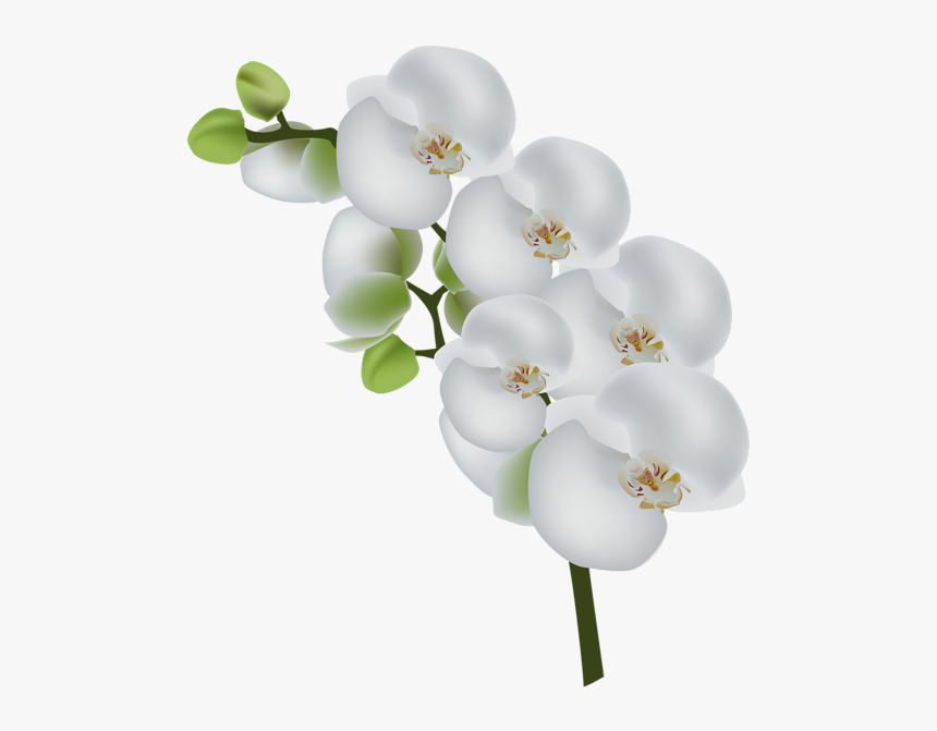 Pin By Pirjo Humpas - White Orchid Flower Clipart, HD Png Download, Free Download