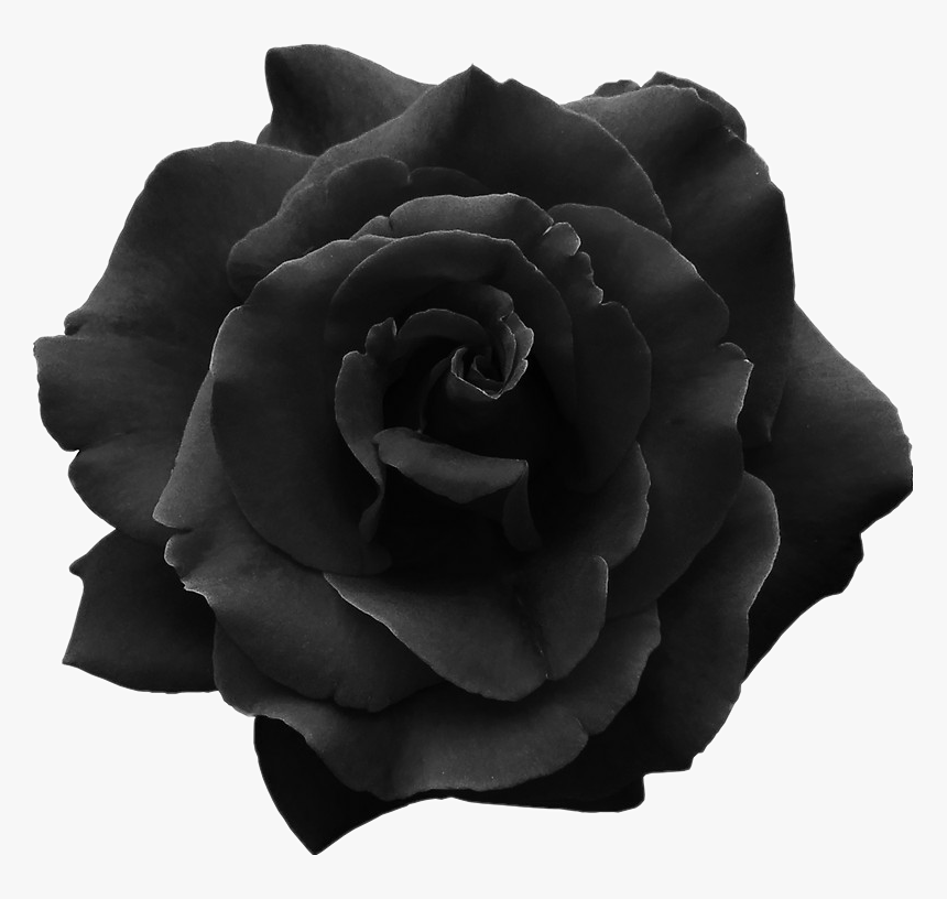 30+ Top For Rosa Negra Flor Tumblr - Marco Demusicanot