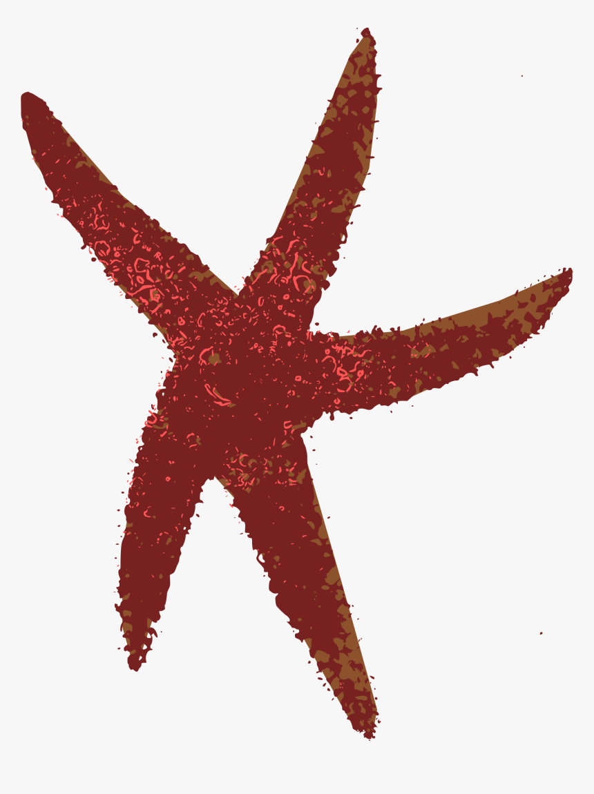 Marine - Starfish, HD Png Download, Free Download