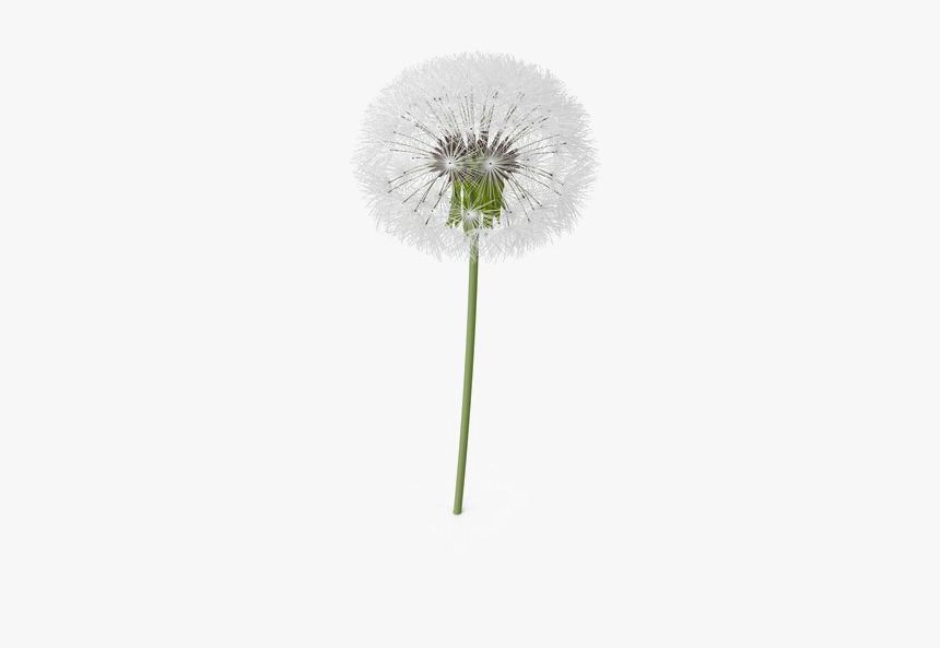 Dandelion Png, Transparent Png, Free Download