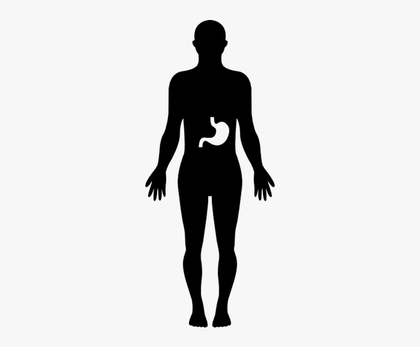 Human Body Vector - Human Body Silhouette Png, Transparent Png
