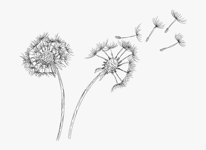 dandelion png clipart royalty free dandelion png transparent png kindpng dandelion png clipart royalty free