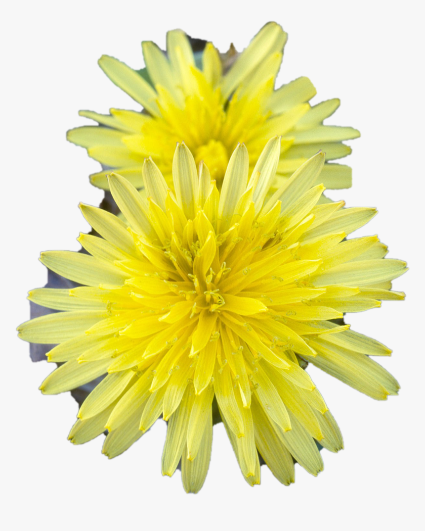 Dandelion, HD Png Download, Free Download