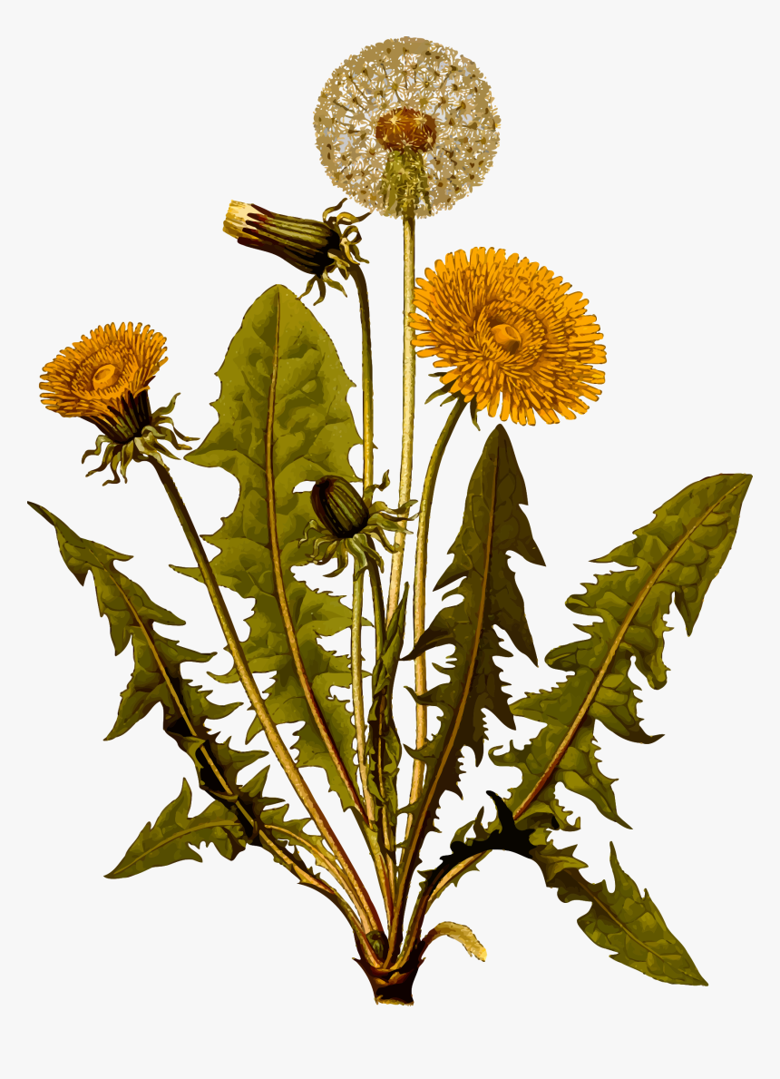 Common Dandelion Clip Arts - Dandelion Parts, HD Png Download, Free Download