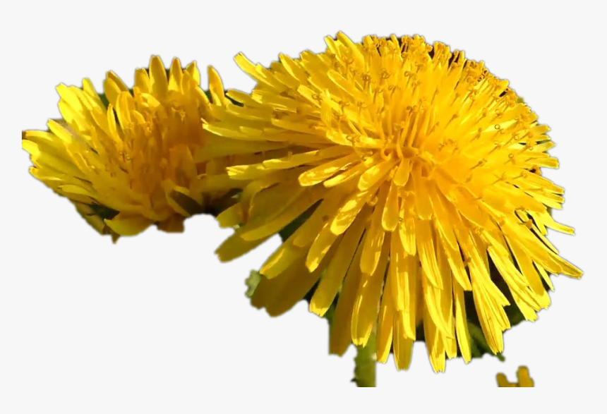 Dandelion, HD Png Download, Free Download