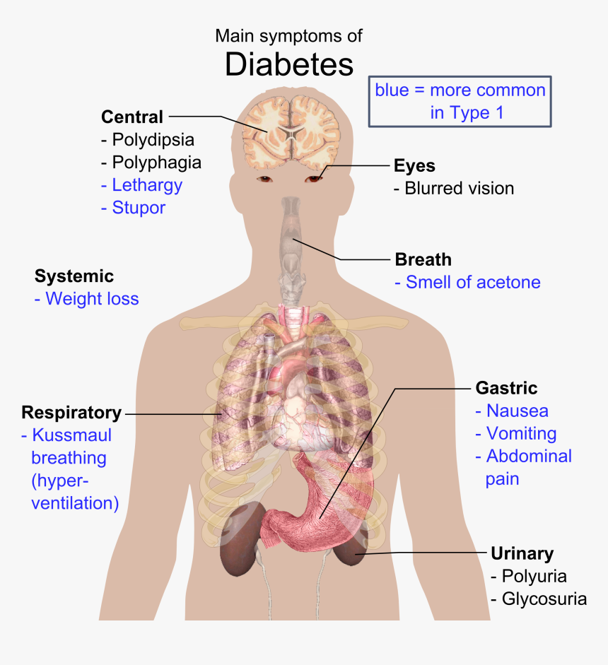 Main Symptoms Of Diabetes - Disease In Organ System, HD Png Download, Free Download