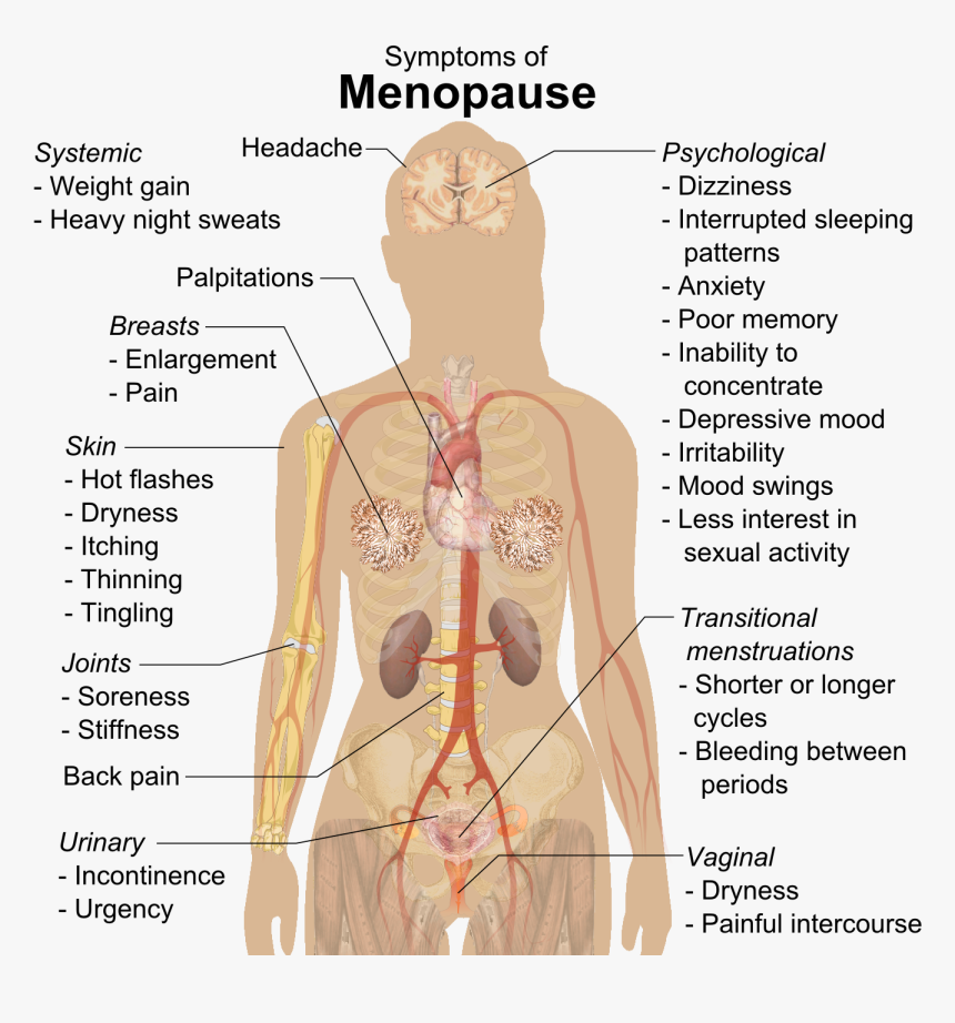 Symptoms Of Menopause - Menopause Symptoms, HD Png Download, Free Download