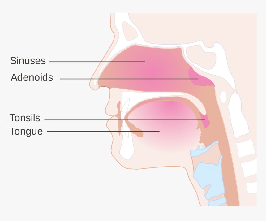 Mouth Breathing Or Adenoids Their Symptoms And, HD Png Download, Free Download