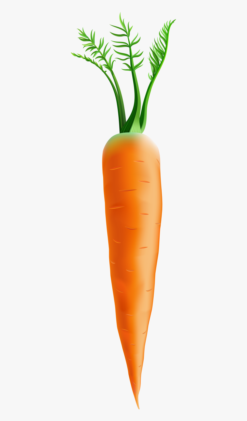 Carrot Clipart Png, Transparent Png, Free Download