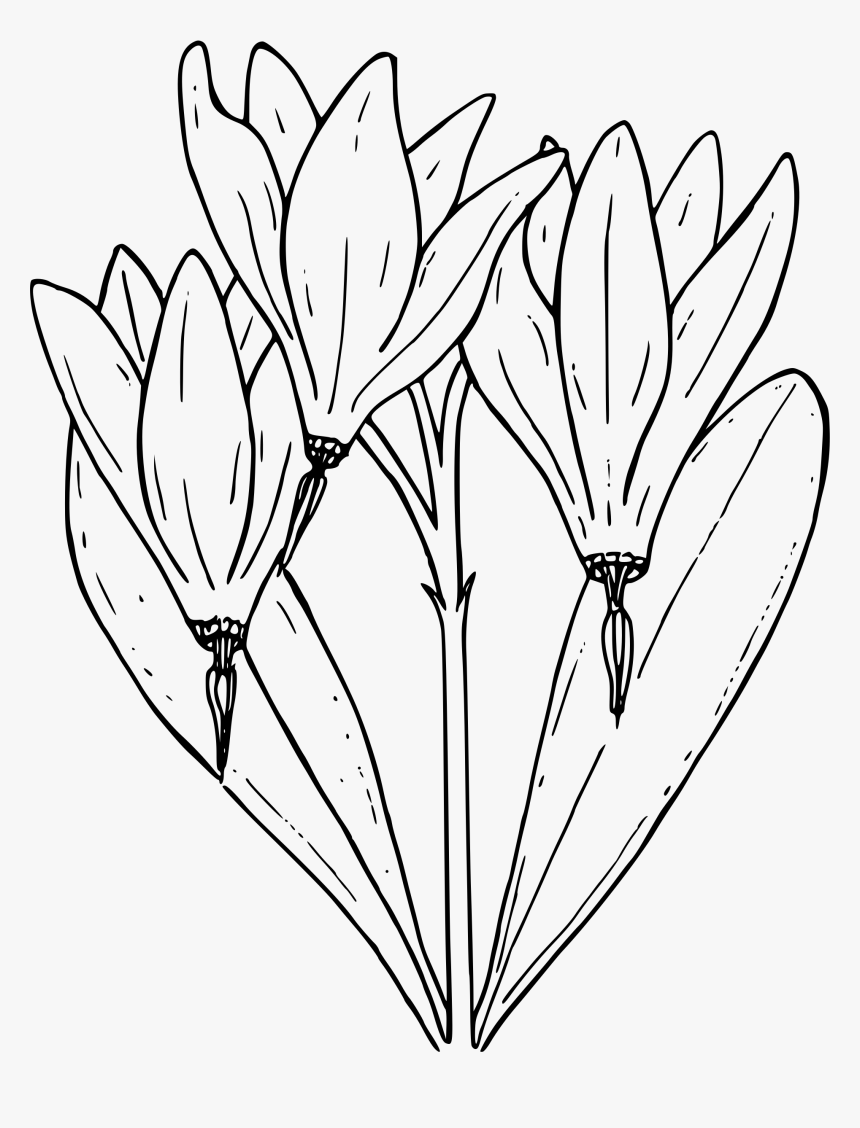 Desert Shooting Star - Shooting Star Flower Coloring Page, HD Png Download, Free Download