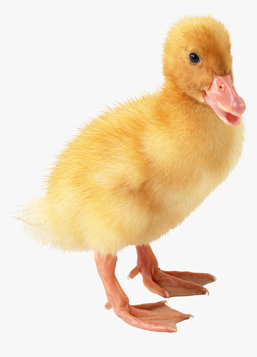 Duck Png Free Download - Duck Png, Transparent Png, Free Download