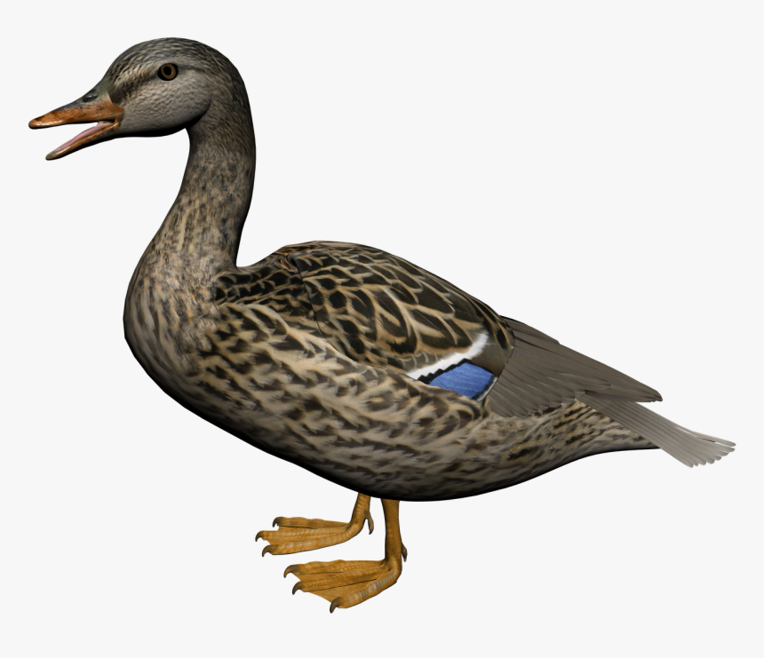 Female Mallard Duck Png, Transparent Png, Free Download