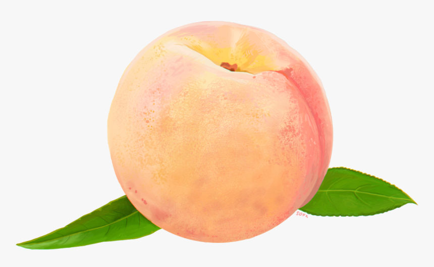 Peach Food Clip Art - Watercolor Peach Transparent Background, Hd Png Download - Kindpng